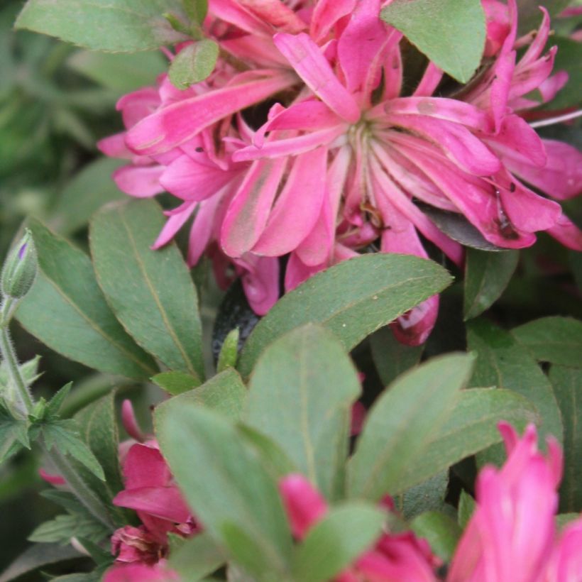Japanische Azalee Pink Star - Azalea (Laub)
