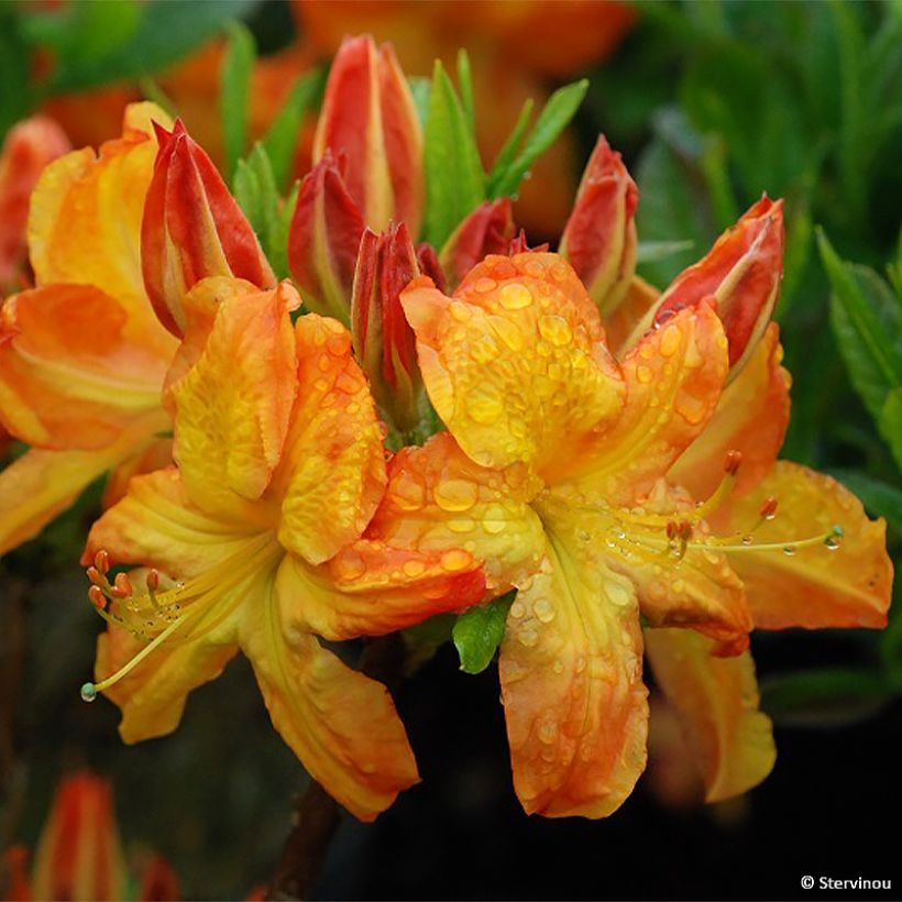Sommergrüne Azalee Arneson Gem - Azalea (Flowering)