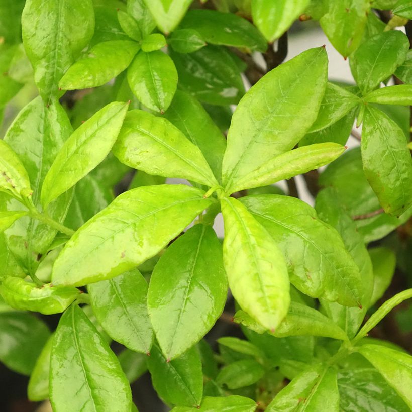 Sommergrüne Azalee Satan - Azalea mollis (Foliage)
