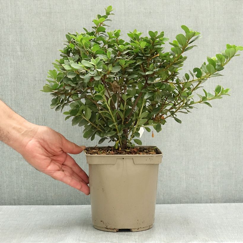 Exemplar von Indische Azalee Clotilde  Topf mit 3L/4L wie im Sommer geliefert