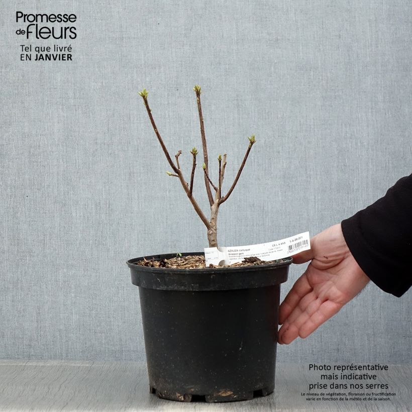 Example of Sommergrüne Azalee Arneson Gem - Azalea Topf mit 4L/5L as you get in hiver
