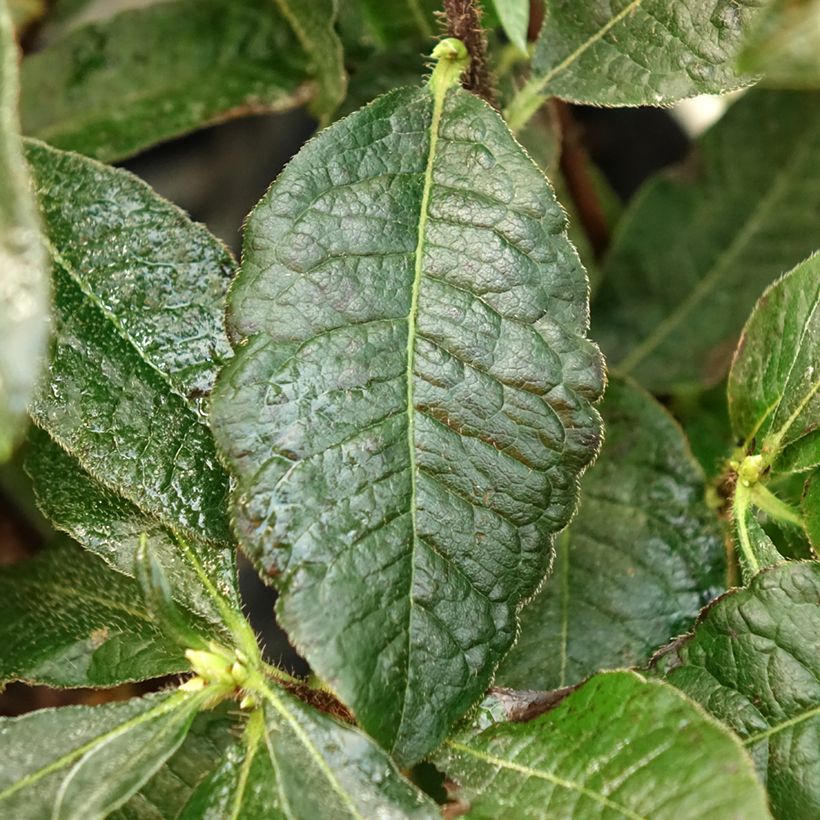 Sommergrüne Azalee Arneson Gem - Azalea (Foliage)