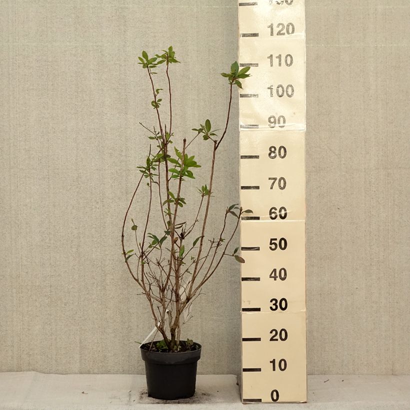 Example of Azalea viscosum Karminduft - Sommergrüne Azalee Topf mit 4L/5L as you get in automne