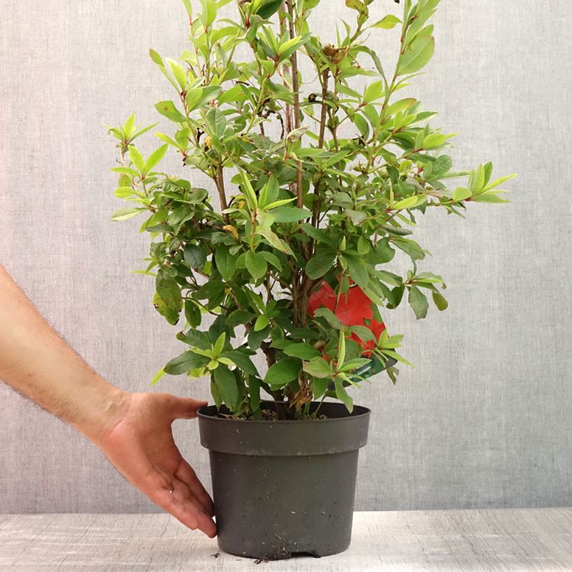 Exemplar von Azalea viscosum Karminduft - Sommergrüne Azalee Topf mit 4L/5L wie im Sommer geliefert