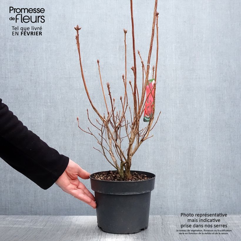 Exemplar von Azalea viscosum Karminduft - Sommergrüne Azalee Topf mit 4L/5L wie im Winter geliefert