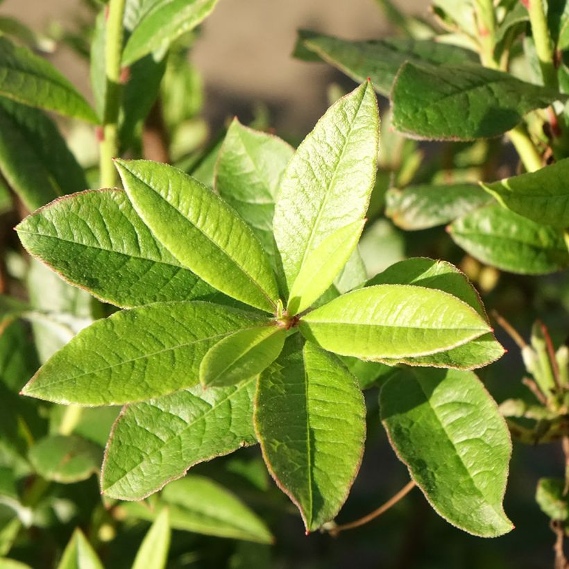Azalea viscosum Karminduft - Sommergrüne Azalee (Foliage)