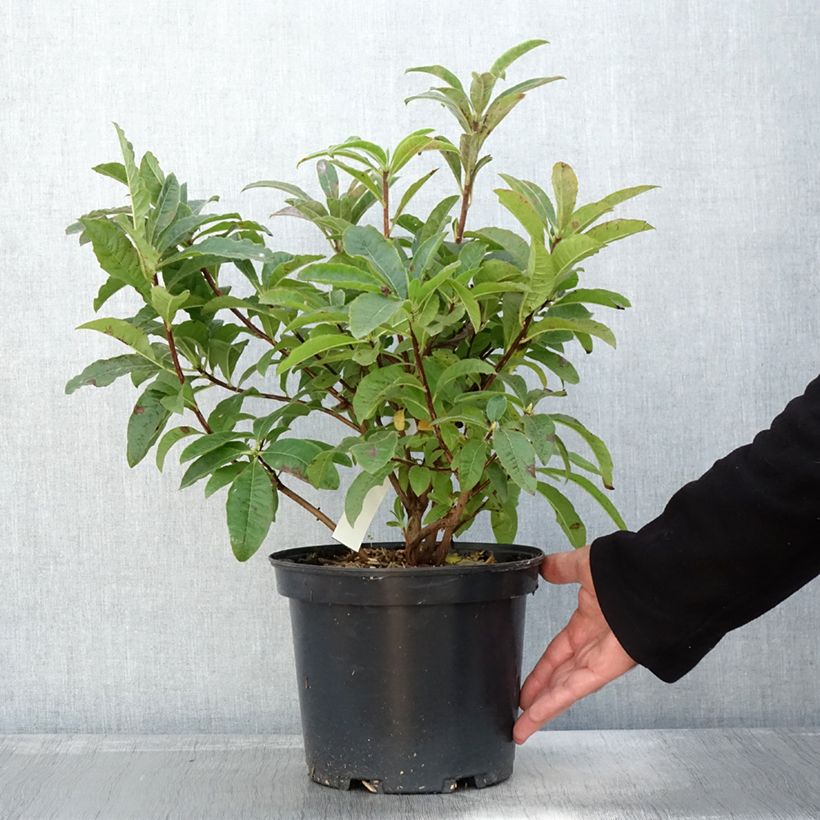 Example of Sommergrüne Azalee Berry Rose - Azalea Topf mit 4L/5L as you get in automne
