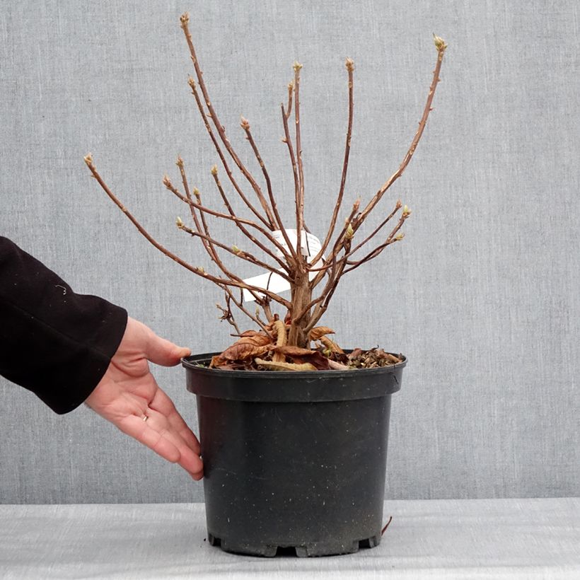 Exemplar von Sommergrüne Azalee Berry Rose - Azalea Topf mit 4L/5L wie im Winter geliefert