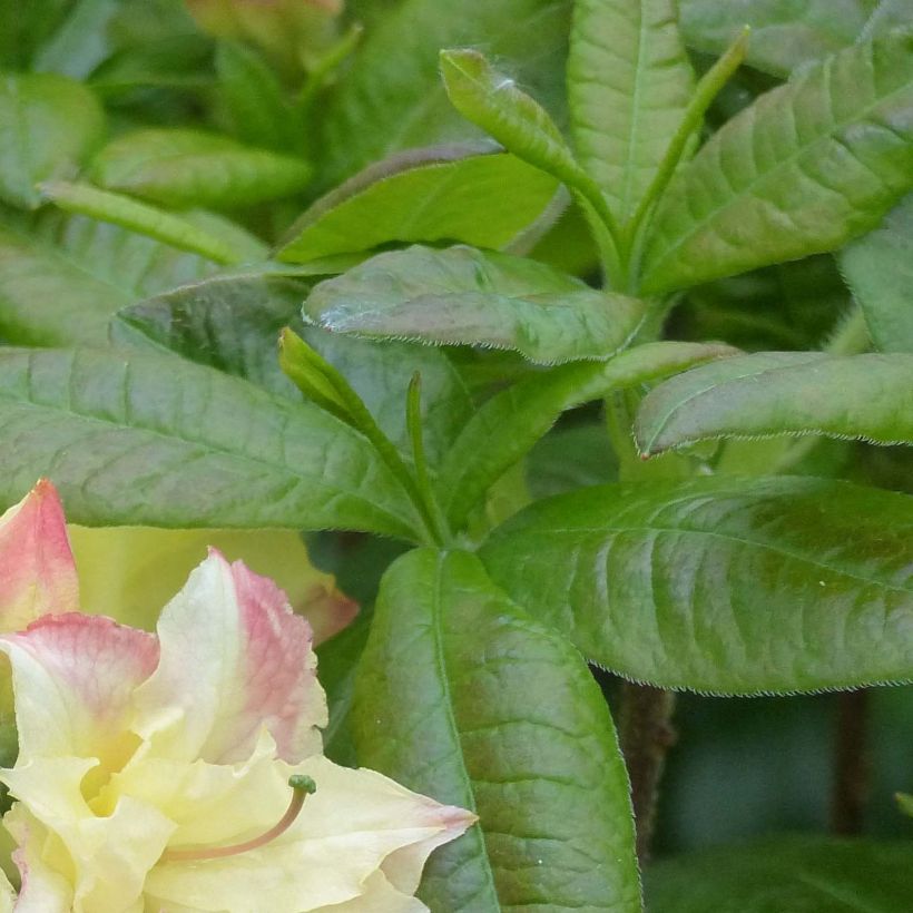 Sommergrüne Azalee Cannon's Double - Azalea (Foliage)
