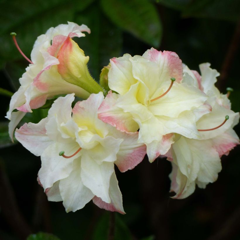 Sommergrüne Azalee Cannon's Double - Azalea (Flowering)