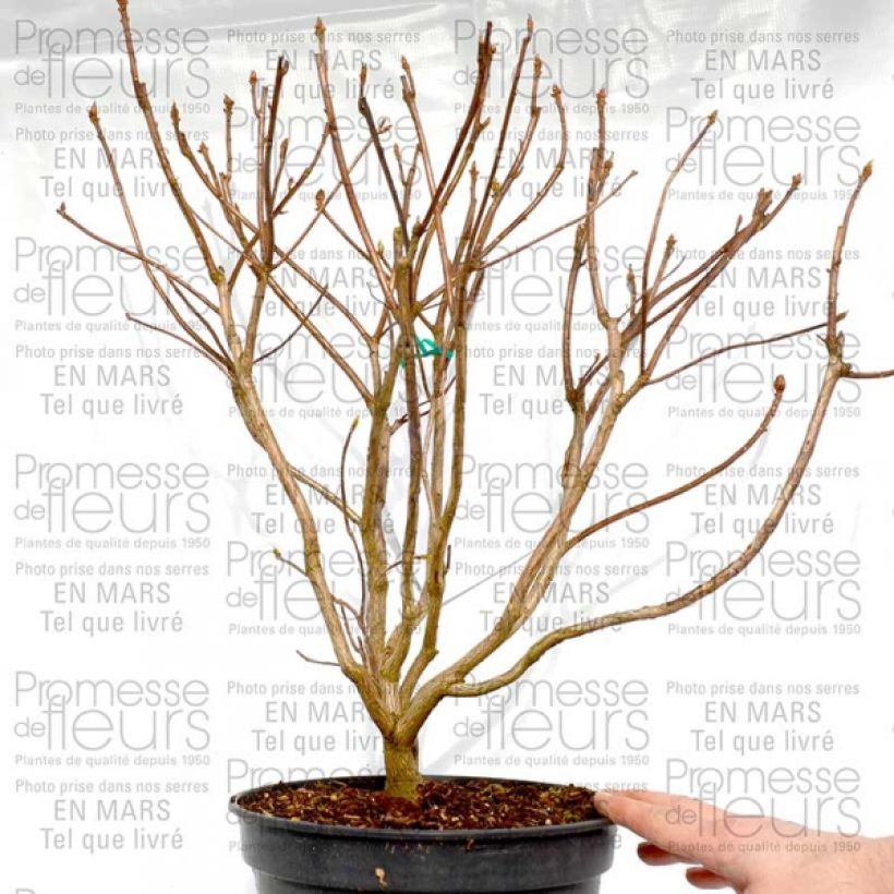 Example of Sommergrüne Azalee Cannon's Double - Azalea Topf mit 2L/3L as you get