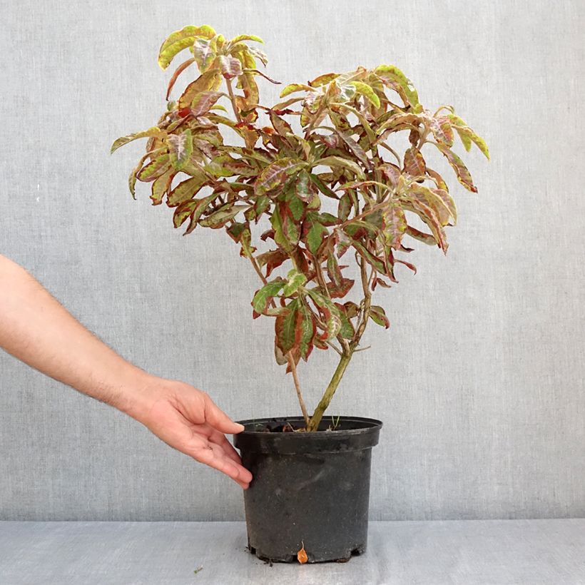 Example of Sommergrüne Azalee Cecile - Azalea mollis Topf mit 4L/5L as you get in ete
