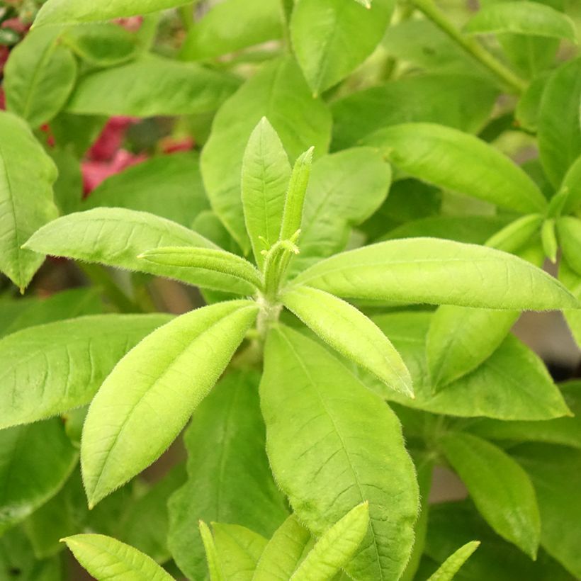Sommergrüne Azalee Demoiselles de Boutiguery Aurora - Azalea mollis (Foliage)