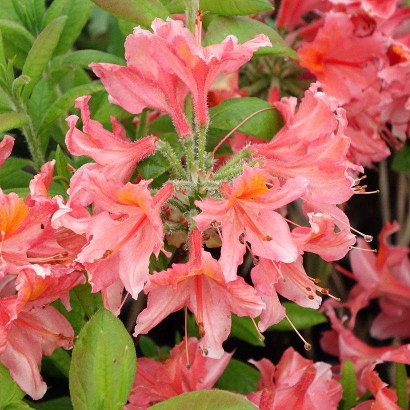 Sommergrüne Azalee Demoiselles de Boutiguery Aurora - Azalea mollis (Flowering)