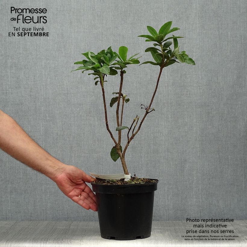 Example of Sommergrüne Azalee Demoiselles de Boutiguery Aurora - Azalea mollis Topf mit 4L/5L as you get in automne