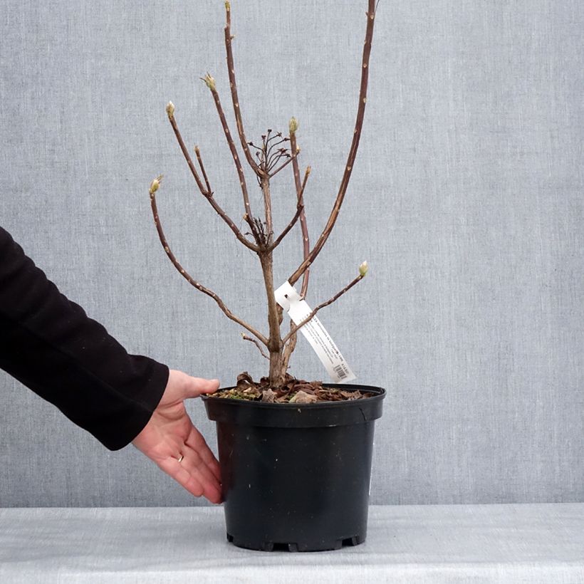 Exemplar von Sommergrüne Azalee Demoiselles de Boutiguery Aurora - Azalea mollis Topf mit 4L/5L wie im Winter geliefert