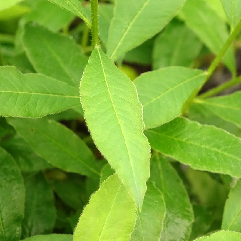 Sommergrüne Azalee Demoiselles de Boutiguery Idylla - Azalea mollis (Foliage)