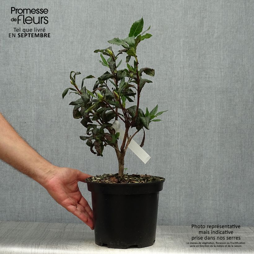 Example of Sommergrüne Azalee Demoiselles de Boutiguery Idylla - Azalea mollis Topf mit 4L/5L as you get in automne