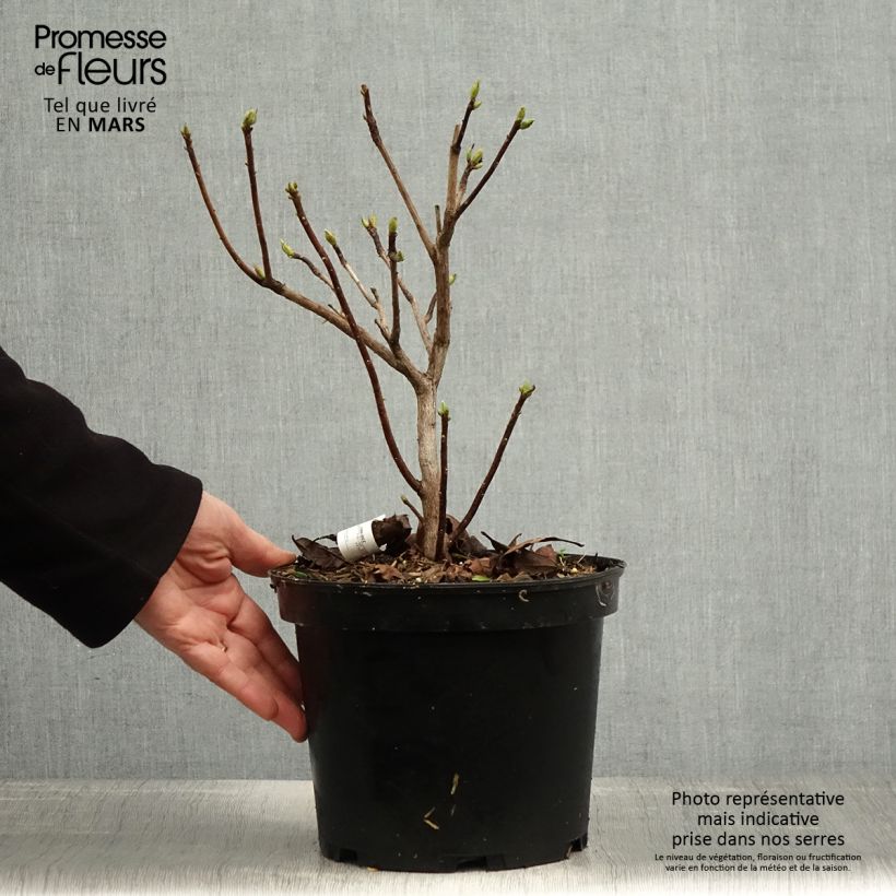 Exemplar von Sommergrüne Azalee Demoiselles de Boutiguery Idylla - Azalea mollis Topf mit 4L/5L wie im Frühjahr geliefert