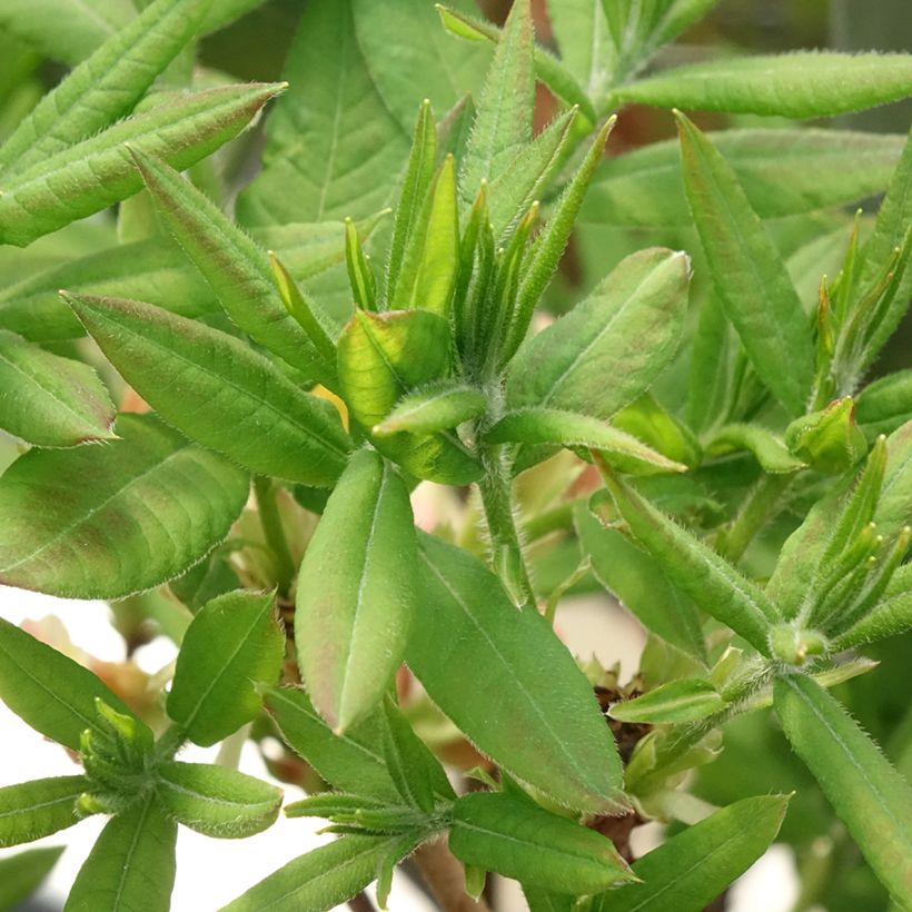 Sommergrüne Azalee Demoiselles de Boutiguery Kassia - Azalea mollis (Foliage)