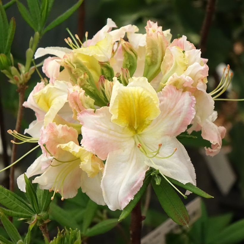 Sommergrüne Azalee Demoiselles de Boutiguery Kassia - Azalea mollis (Flowering)