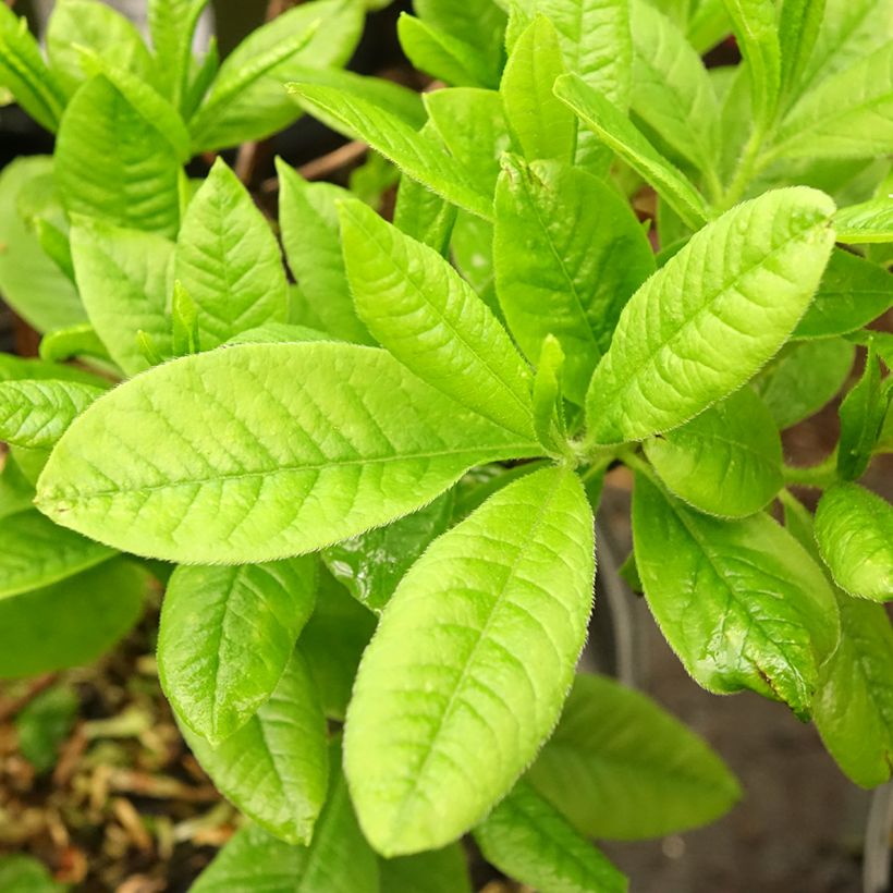 Sommergrüne Azalee Demoiselles de Boutiguery Nella - Azalea mollis (Foliage)