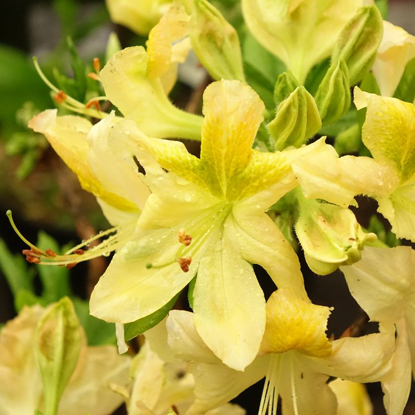 Sommergrüne Azalee Demoiselles de Boutiguery Nella - Azalea mollis (Flowering)