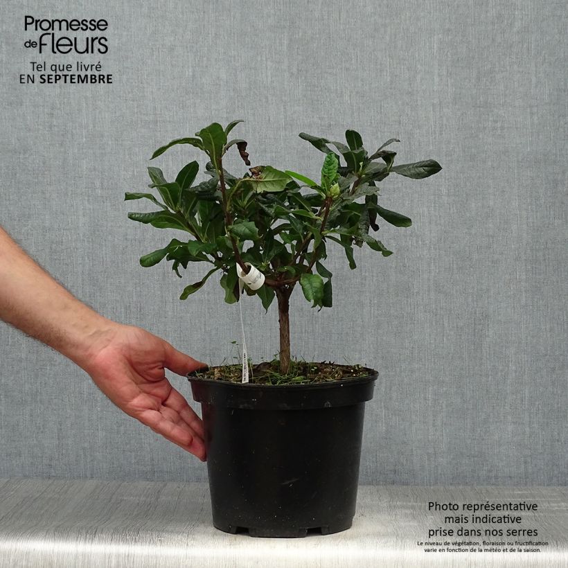 Example of Sommergrüne Azalee Demoiselles de Boutiguery Nella - Azalea mollis Topf mit 4L/5L as you get in automne