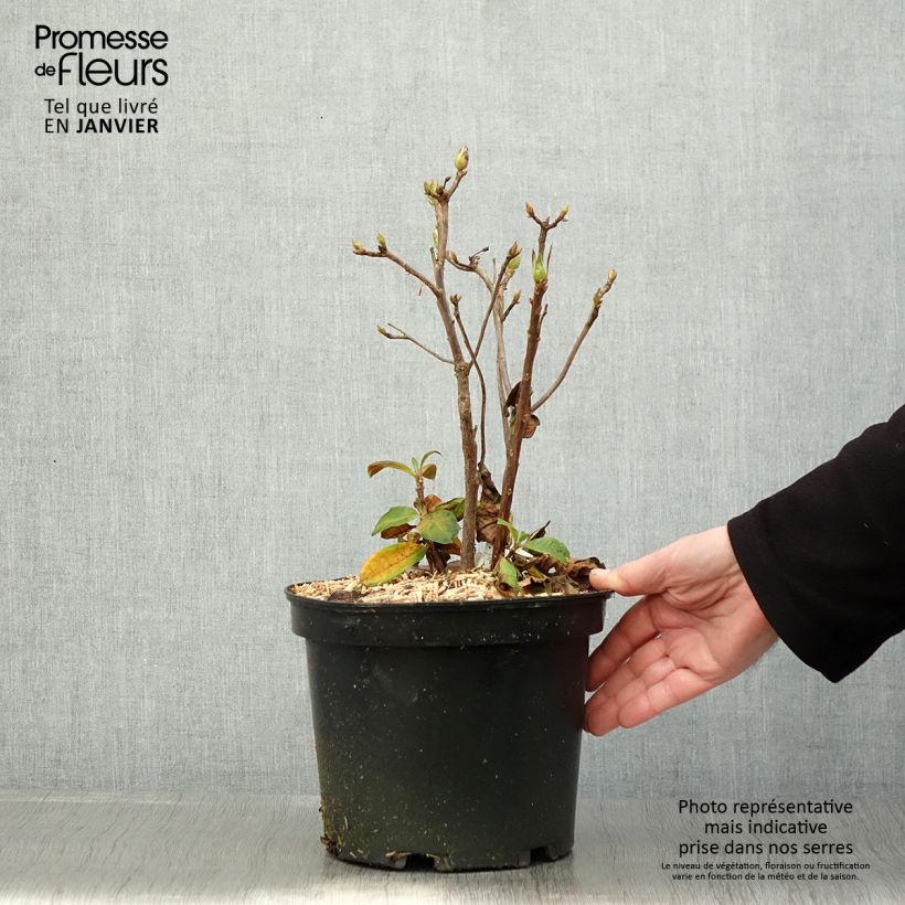 Exemplar von Sommergrüne Azalee Demoiselles de Boutiguery Nella - Azalea mollis Topf mit 4L/5L wie im Winter geliefert