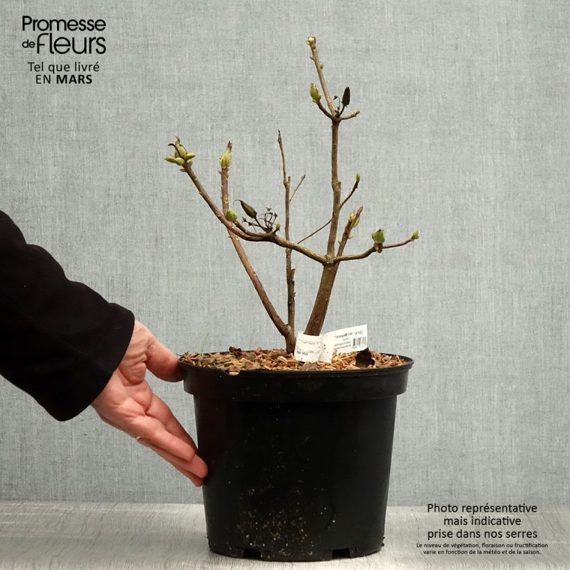 Exemplar von Sommergrüne Azalee Demoiselles de Boutiguery Nella - Azalea mollis Topf mit 4L/5L wie im Frühjahr geliefert