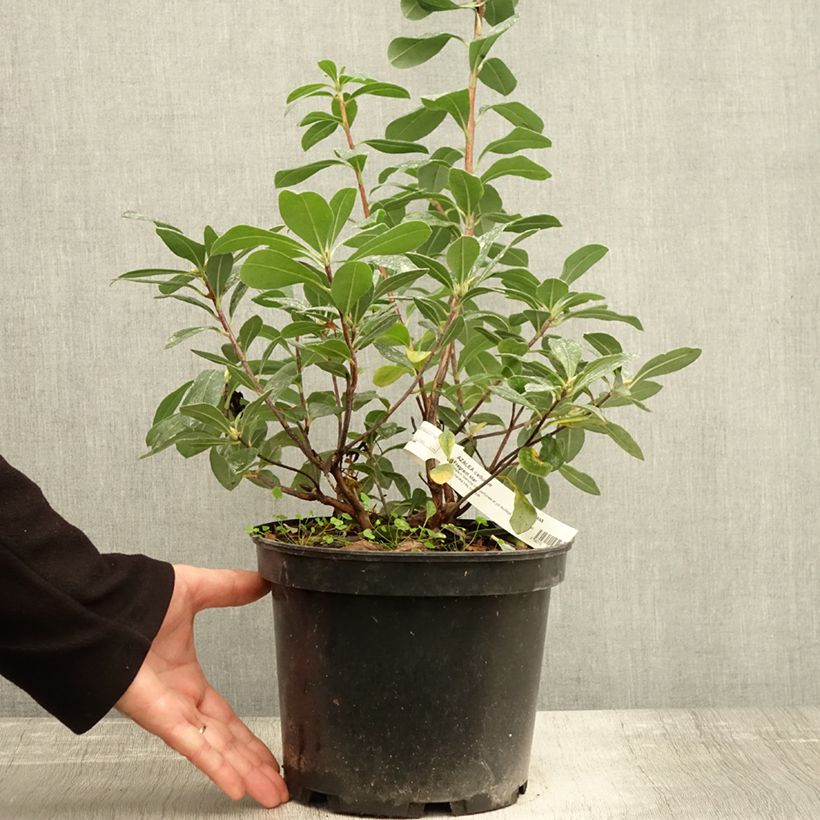 Example of Sommergrüne Azalee Fragrant Star - Azalea Topf mit 4L/5L as you get in automne