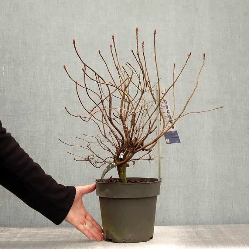 Example of Sommergrüne Azalee Fraseri - Azalea Topf mit 4L/5L as you get in automne