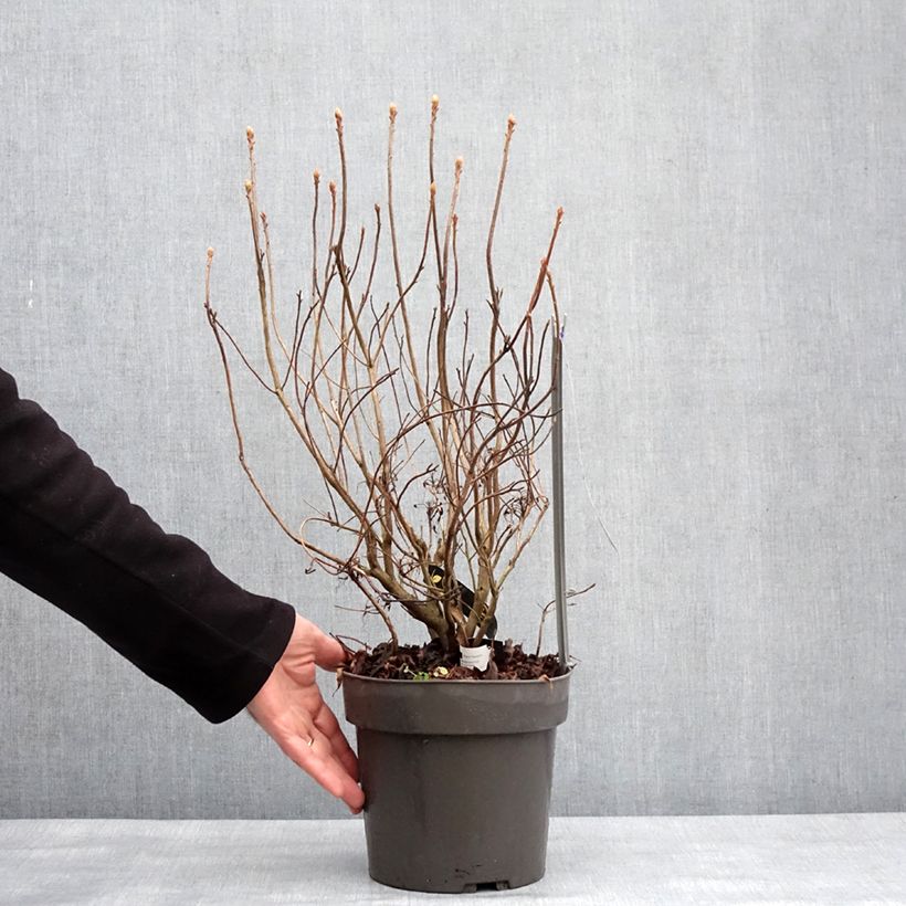 Exemplar von Sommergrüne Azalee Fraseri - Azalea Topf mit 4L/5L wie im Winter geliefert