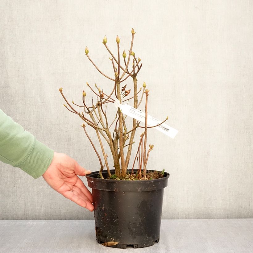 Exemplar von Sommergrüne Azalee Gibraltar - Azalea mollis Topf mit 4L/5L wie im Winter geliefert