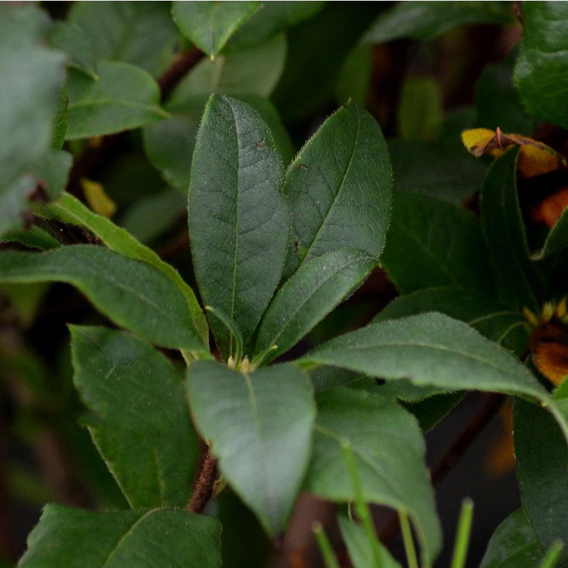 Sommergrüne Azalee Homebush - Azalea (Foliage)