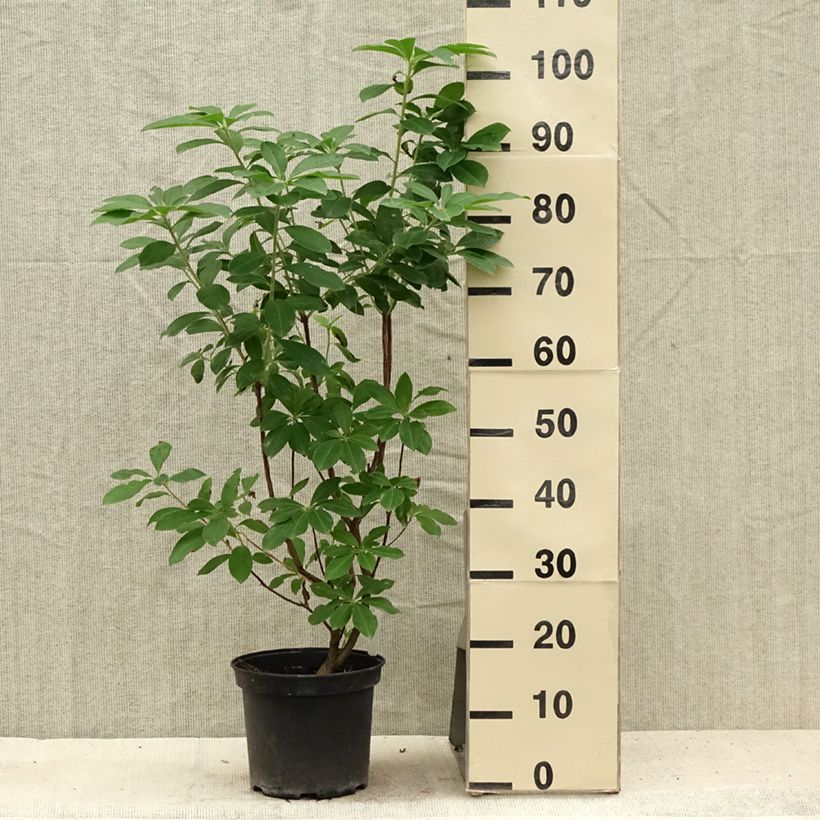 Exemplar von Azalea viscosum Jolie Madame - Sommergrüne Azalee Topf mit 3L/4L wie im Sommer geliefert