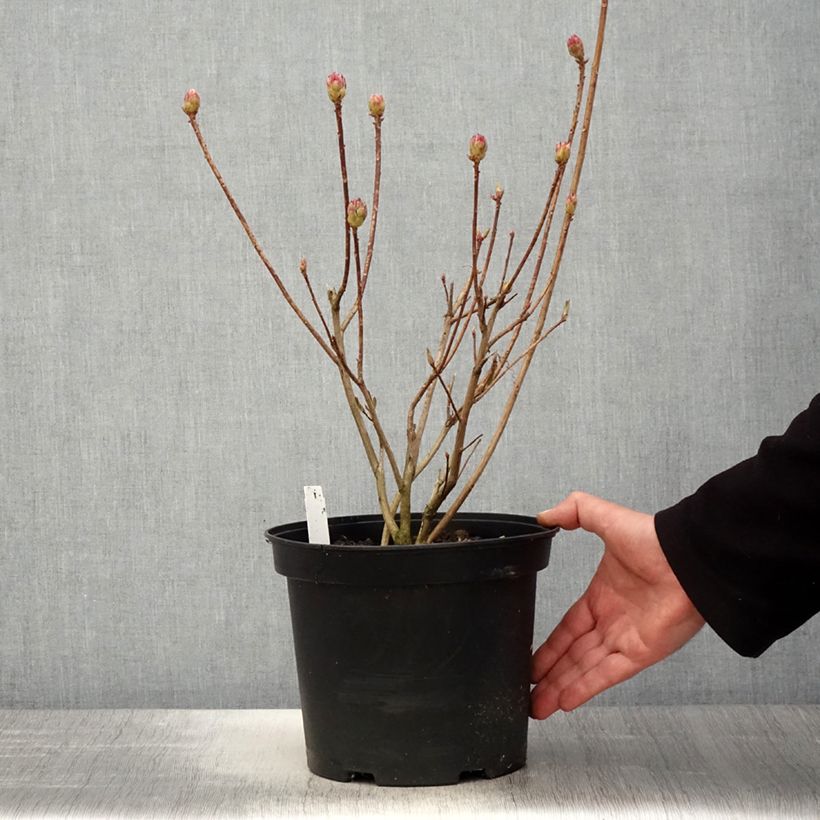 Exemplar von Sommergrüne Azalee Koster's Brilliant Red - Azalea mollis Topf mit 4L/5L wie im Frühjahr geliefert