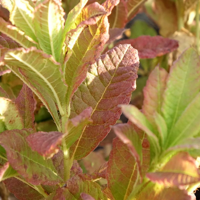 Sommergrüne Azalee Koster's Brilliant Red - Azalea mollis (Foliage)