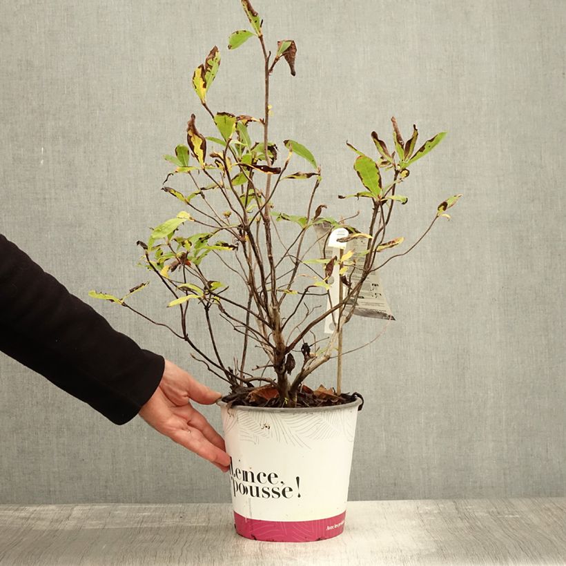 Example of Japanische Azalee Lingot d'Or - Azalea Topf mit 4L/5L as you get in automne