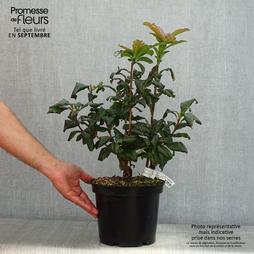 Example of Sommergrüne Azalee Mary Poppins - Azalea Topf mit 4L/5L as you get in ete