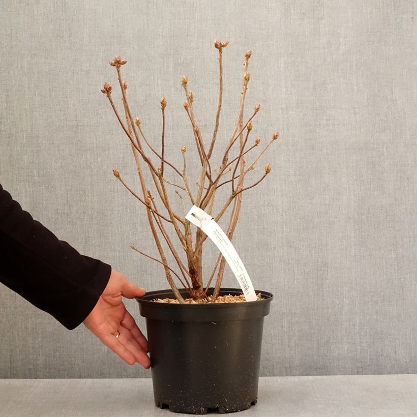 Exemplar von Sommergrüne Azalee Mary Poppins - Azalea Topf mit 4L/5L wie im Frühjahr geliefert