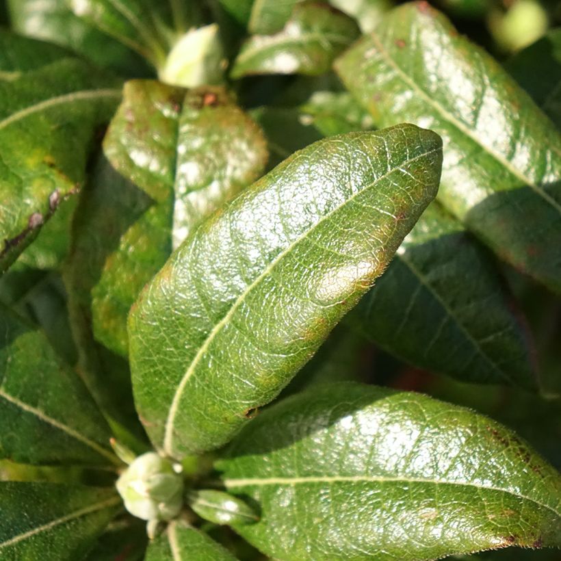 Sommergrüne Azalee Mary Poppins - Azalea (Foliage)
