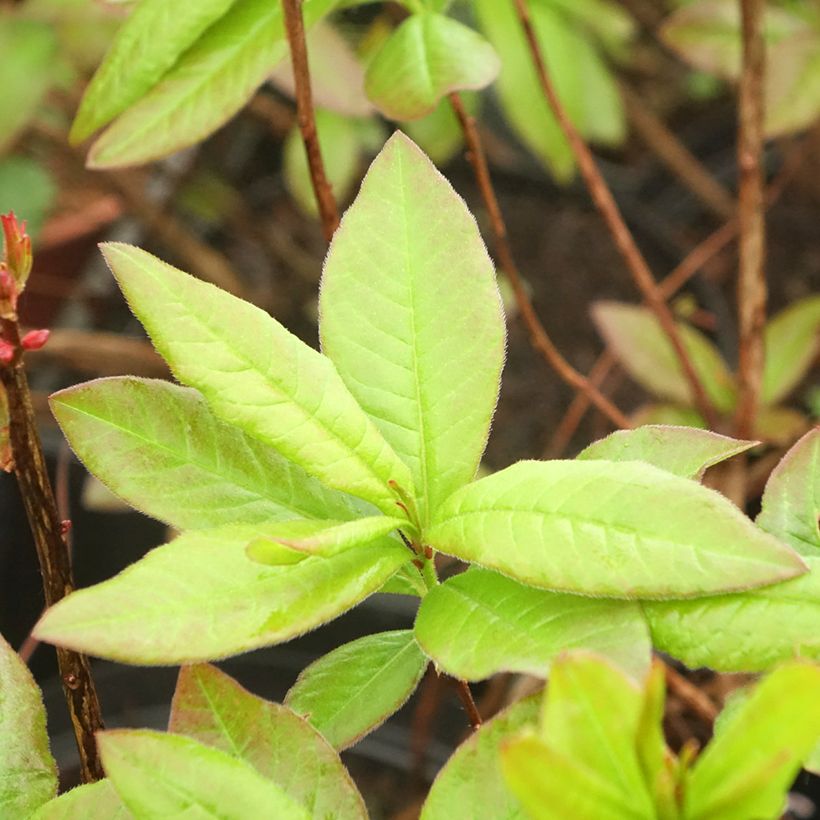 Sommergrüne Azalee Nabucco - Azalea luteum (Foliage)