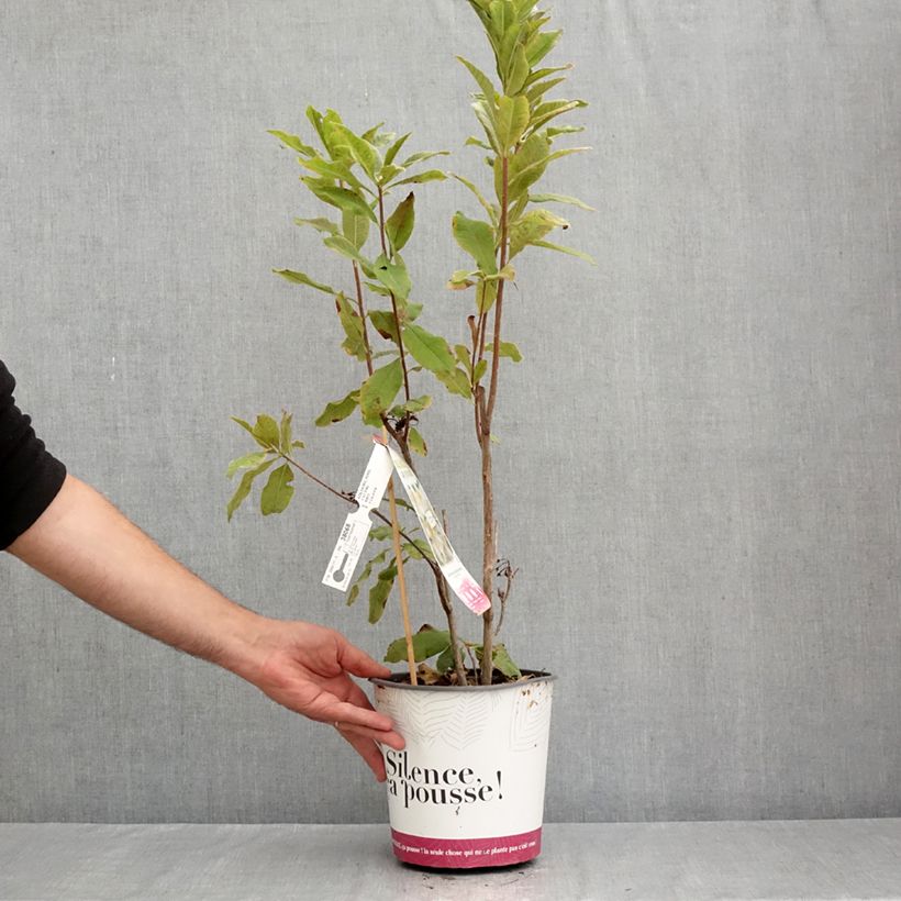Exemplar von Sommergrüne Azalee Persil - Azalea mollis Topf mit 4L/5L wie im Sommer geliefert