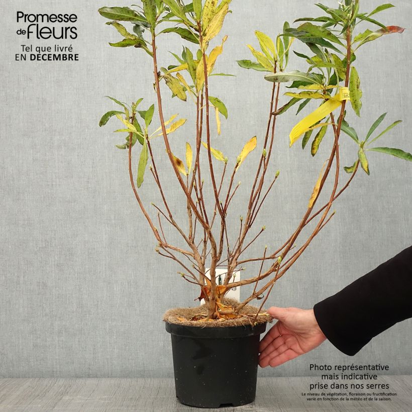 Example of Gelbe Azalee - Azalea luteum Topf mit 4L/5L as you get in automne