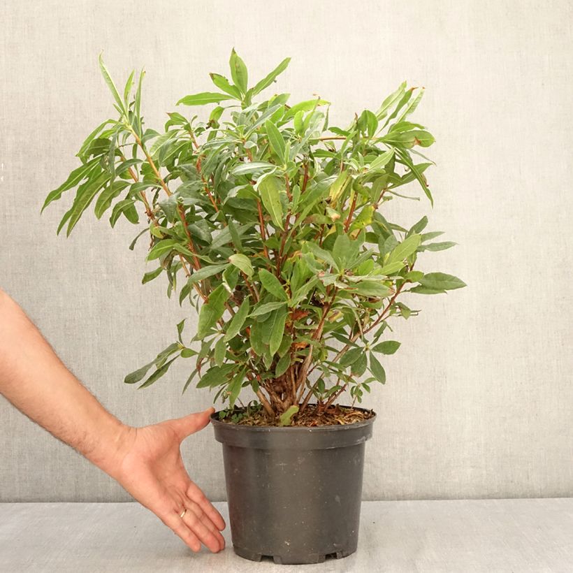 Exemplar von Gelbe Azalee - Azalea luteum Topf mit 4L/5L wie im Sommer geliefert