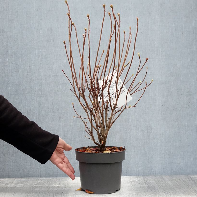 Example of Azalea viscosum Sommerduft - Sommergrüne Azalee Topf mit 4L/5L as you get in automne