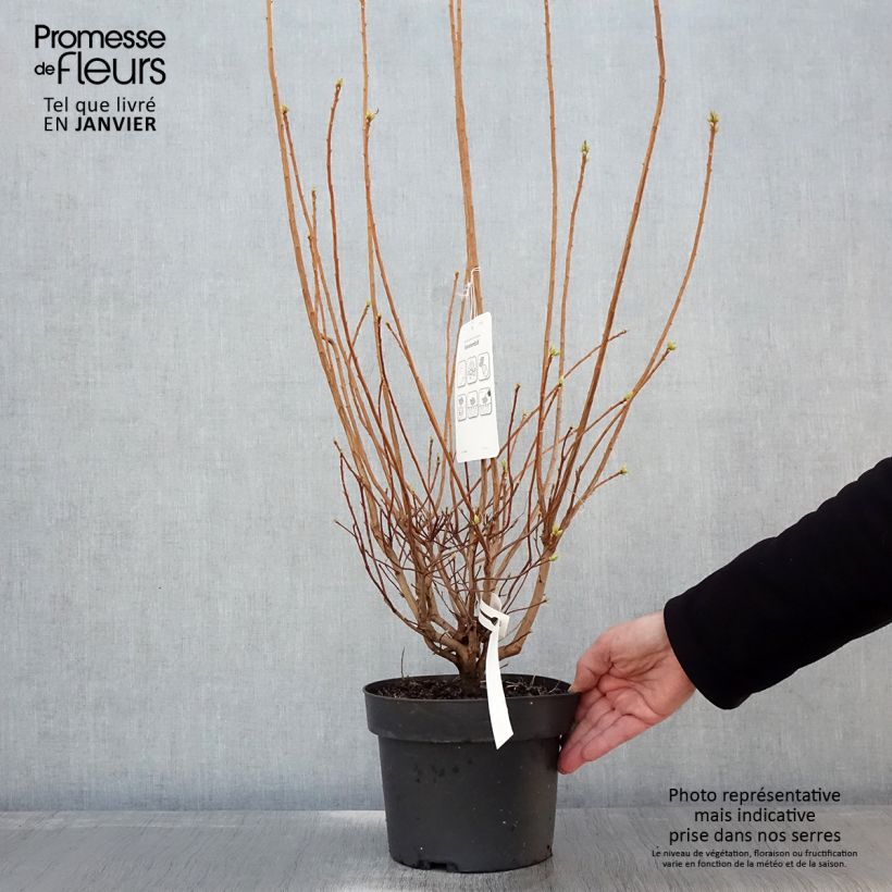 Exemplar von Azalea viscosum Sommerduft - Sommergrüne Azalee Topf mit 4L/5L wie im Winter geliefert