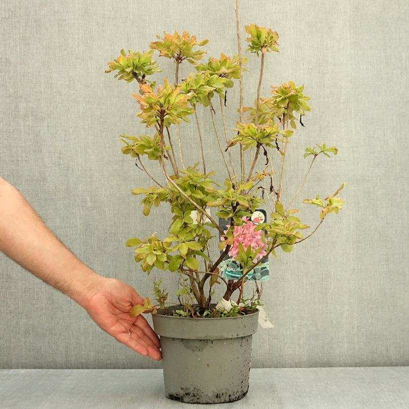 Exemplar von Azalea viscosum Rosata - Sommergrüne Azalee Topf mit 4L/5L wie im Sommer geliefert