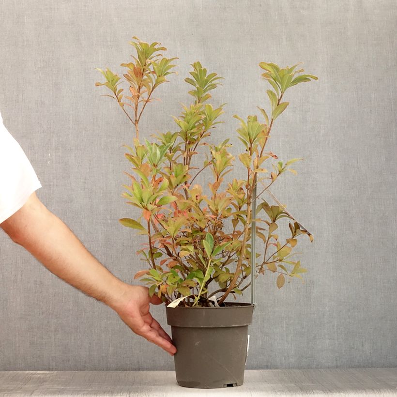 Example of Sommergrüne Azalee Soir de Paris - Azalea Topf mit 4L/5L as you get in ete